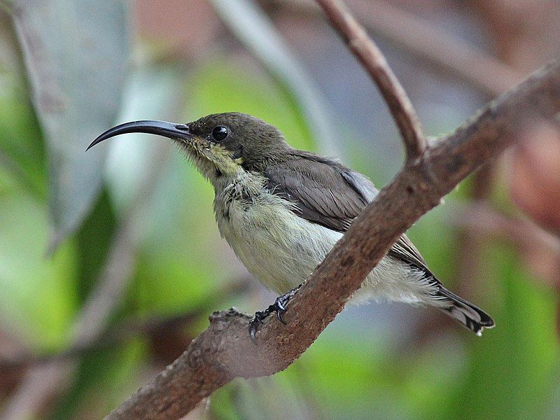 File:Loten'sSunbird(F).jpg