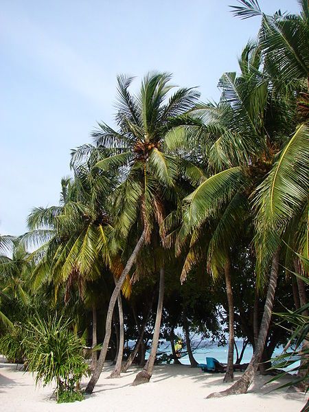 File:Maldives 09953.JPG