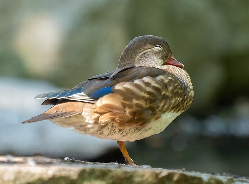 File:Mandarin duck (21926).jpg