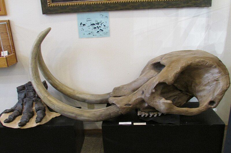 File:Mastodon 2016-10-13 2274.jpg