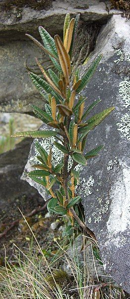 File:Miconia salicifolia (1).jpg