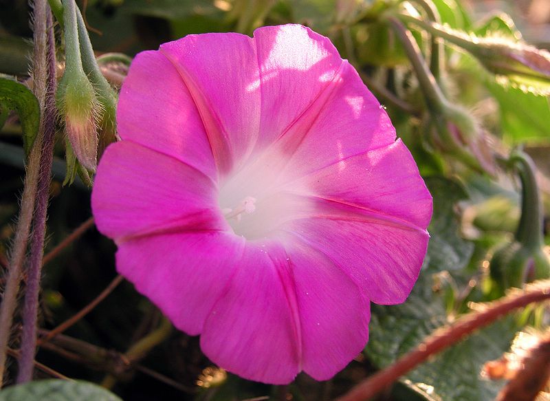 File:MorningGlory-Pink.jpg