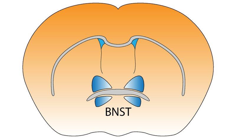 File:Mouse BNST.pdf