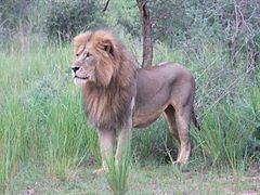 A male in Murchison Falls National Park, Uganda