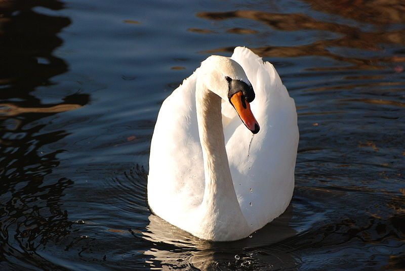 File:Mute Swan Osaka.jpg