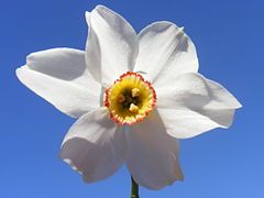 Grandalla flower, the national symbol