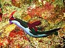 Nembrotha chamberlaini at the 'Drop Off' divesite, Verde Island, Philippines.