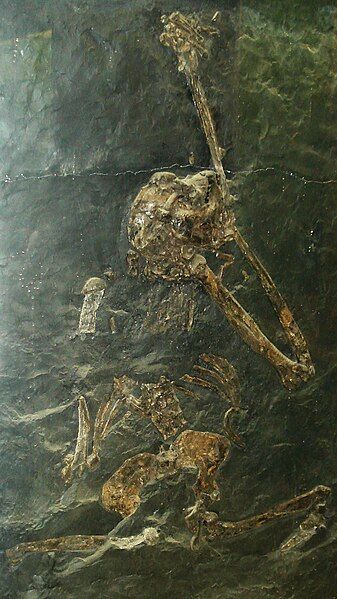 File:Oreopithecus bambolii 1.JPG