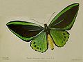 Ornithoptera priamus