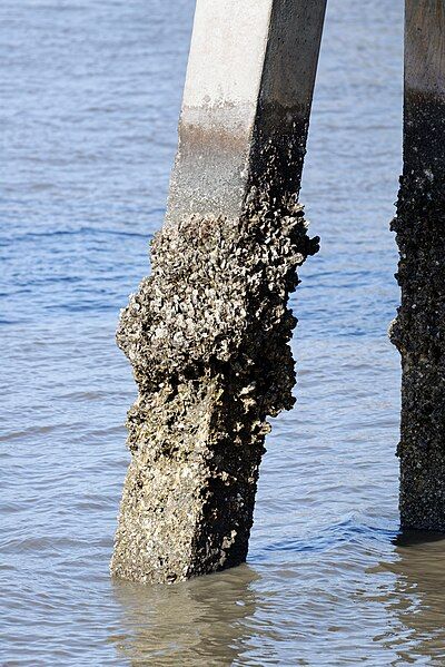 File:Oysters on piling.jpg