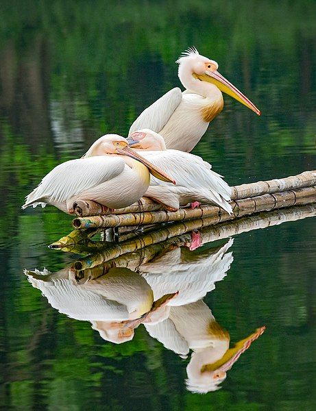 File:Pelican Safari Park.jpg