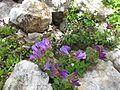 Penstemon fruticosus