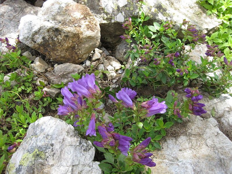 File:Penstemon fruticosus 001.JPG