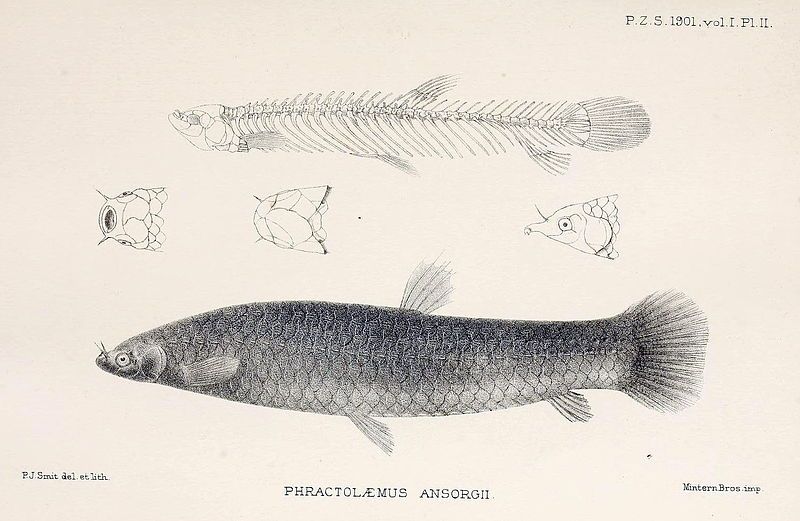 File:Phractolaemus ansorgii.jpg