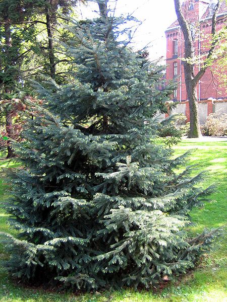 File:Picea engelmannii 01.jpg