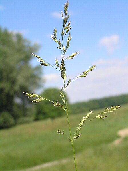 File:Poa angustifolia1.JPG