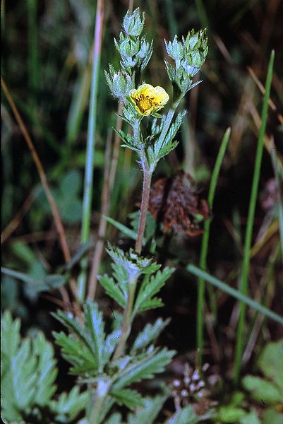 File:Potentilla inclinata1 eF.jpg