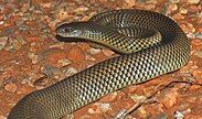 King brown snake