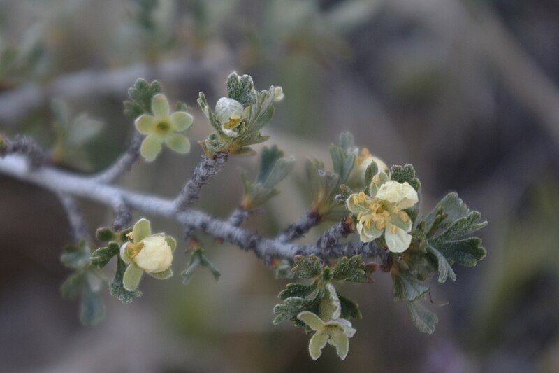 File:Purshia tridentata flowers1.jpg