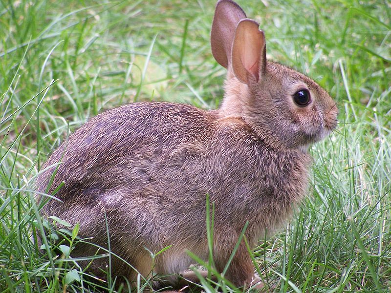 File:Rabbit-closeup-profile.jpg