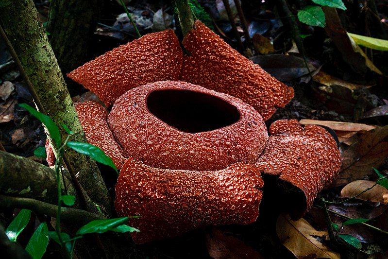 File:Rafflesia zollingeriana Kds.jpg