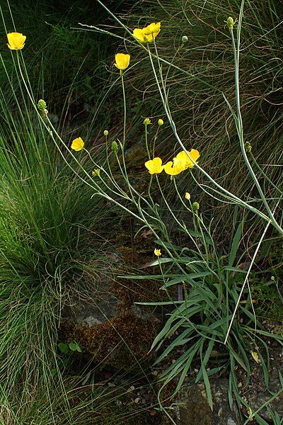 File:Ranunculus gramineus kz05.jpg