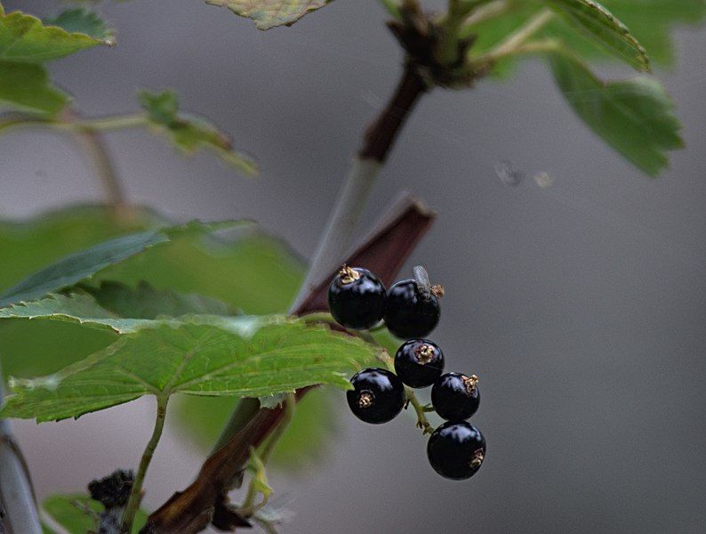 File:Ribes altissimum 150705177.jpg