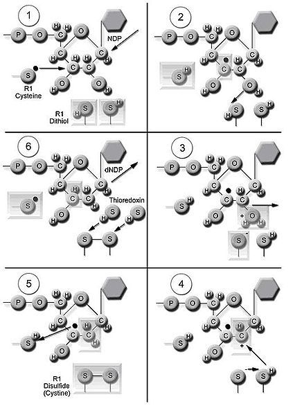 File:Ribonucleotide reductase mechanism.jpg