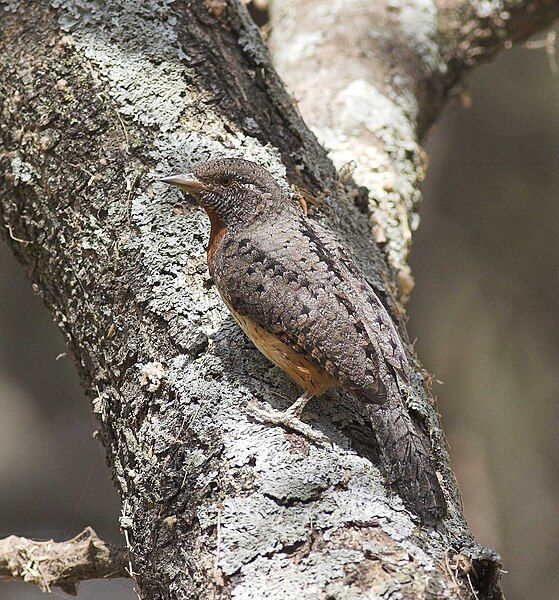 File:Rufous-necked Wryneck.jpg