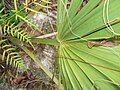 Detail of the leaf of S. etonia