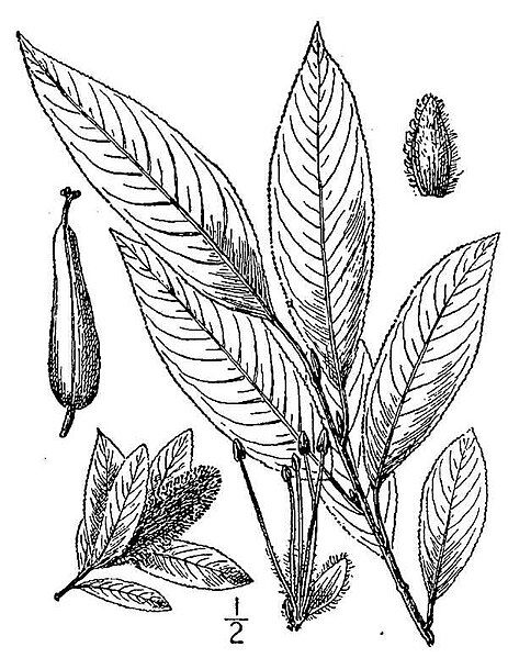 File:Salix serissima BB-1913-lo-res.jpg