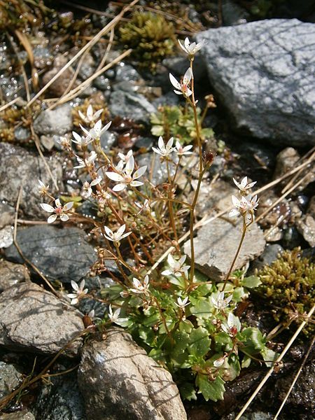 File:Saxifraga stellaris 001.jpg