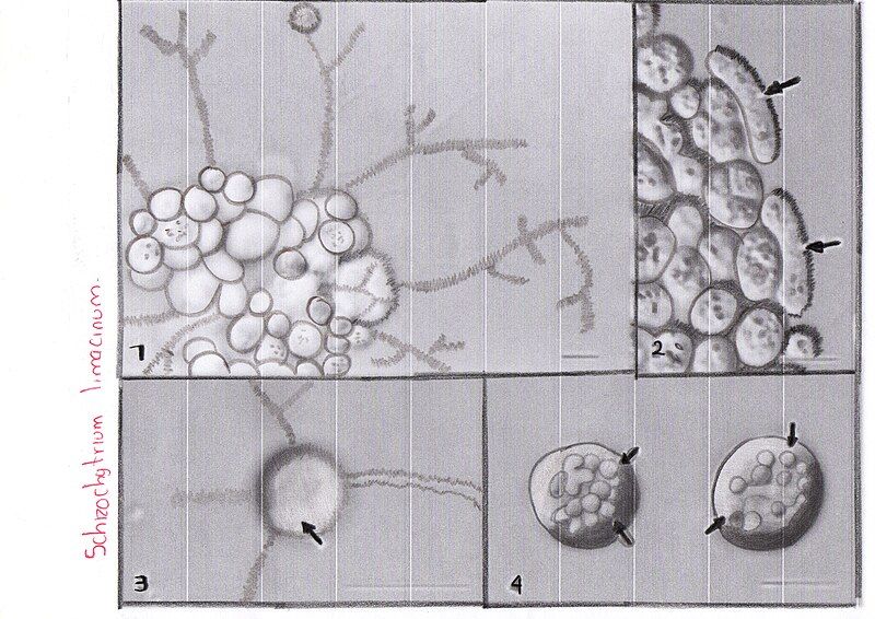 File:Schizochytrium limacinum..jpg