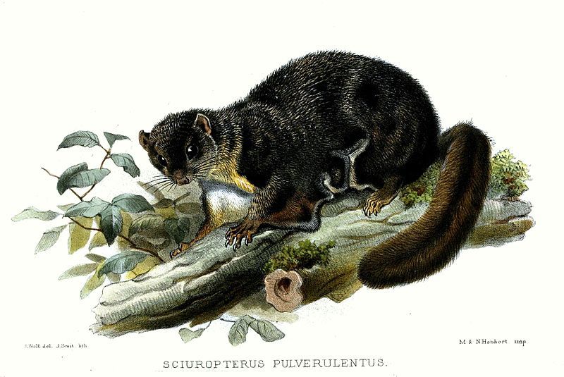 File:SciuropterusPulverulentusWolf.jpg