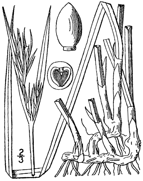 File:Scleria triglomerata BB-1913.png