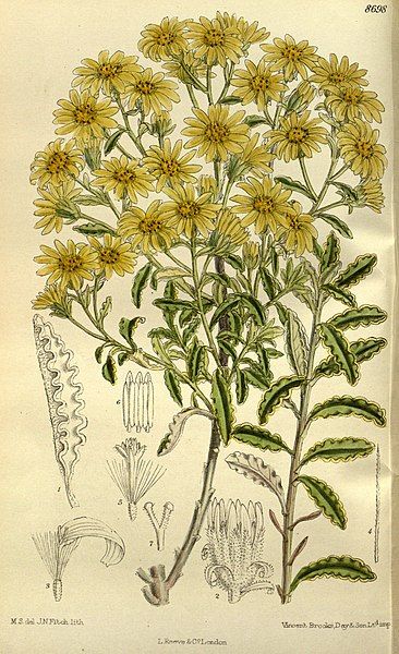 File:Senecio monroi 143-8698.jpg