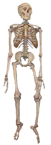 File:Skeleton2.jpg