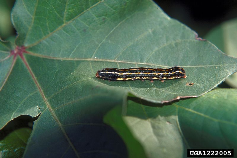 File:Spodoptera eridania.jpg