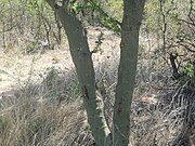 Trunks of a large individual