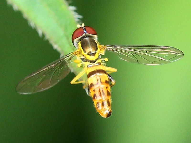 File:Toxomerus geminatus-male.jpg