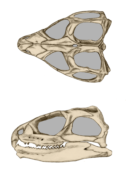 File:Tuatara skull.png