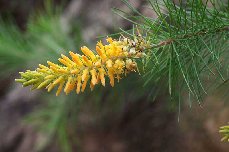 File:Unknown Wildflower (8404151918).jpg