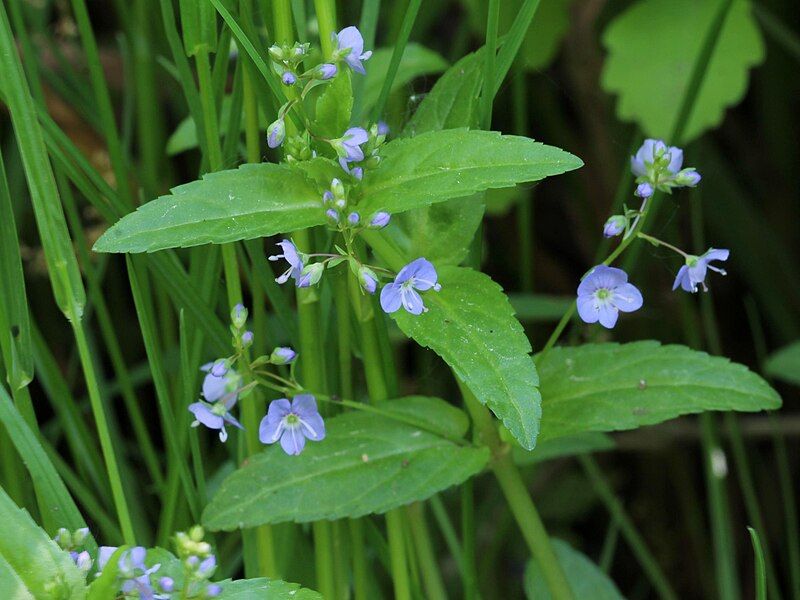 File:Veronica americana 5496922.jpg