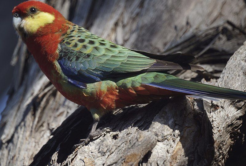 File:Western Rosella.jpg