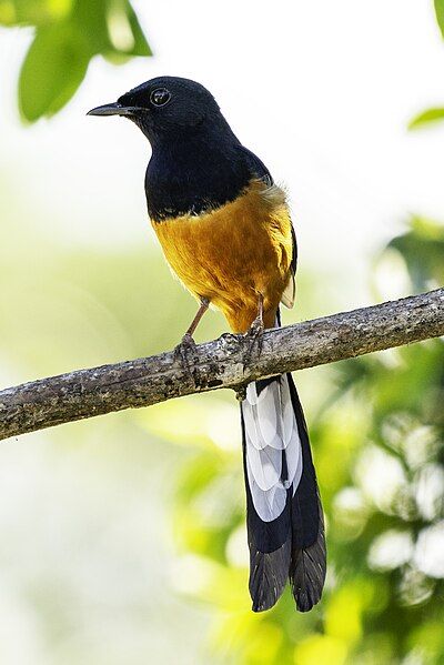 File:White-rumped-shama-yala-sri-lanka-casey-klebba.jpg