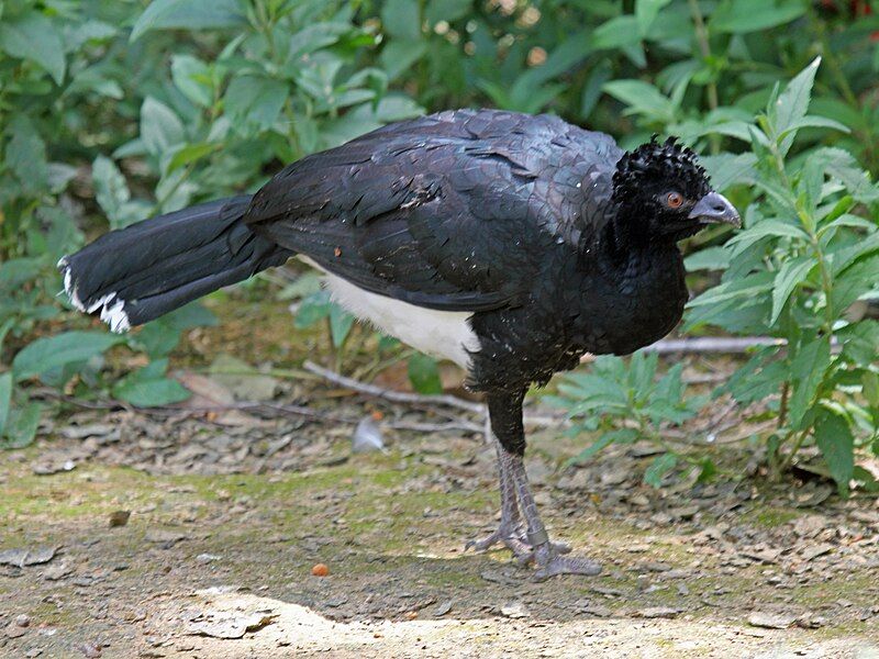 File:Yellow-knobbed Curassow RWD3.jpg