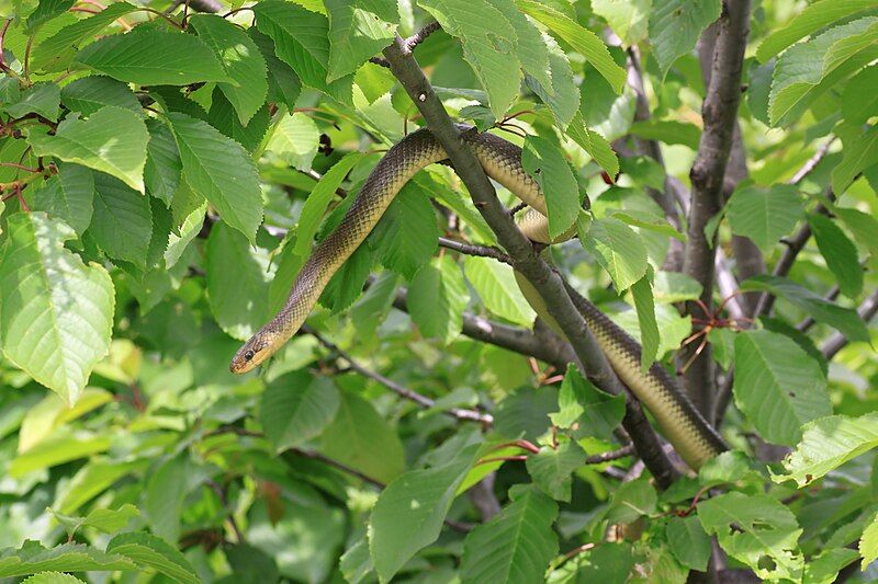 File:Zamenis longissimus tree.jpg