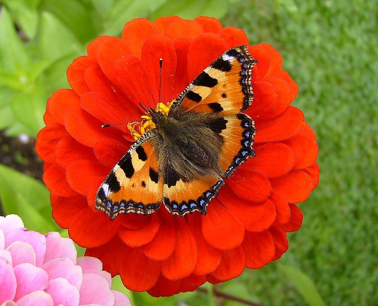 File:'Aglais urticae' 6.JPG