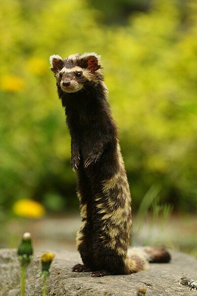 File:(6604) Marbled polecat.jpg