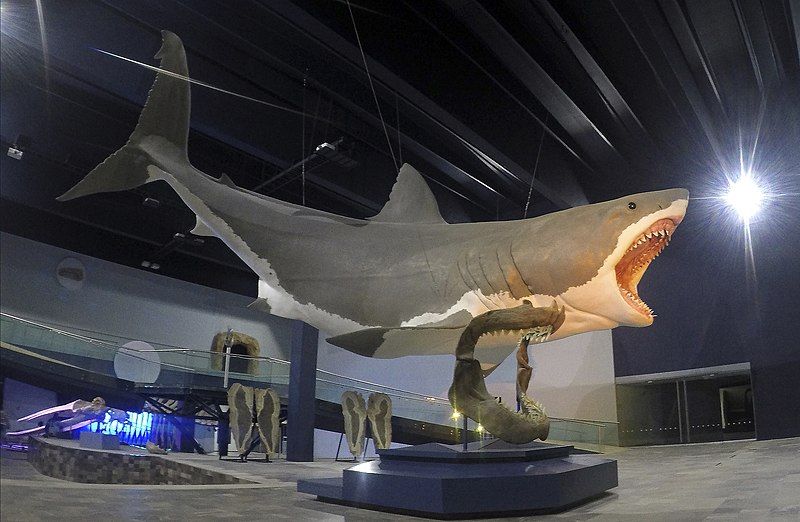 File:2016 megalodon.jpg